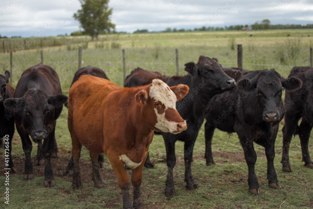 vacas marrones  rodeada de ganado campo rural 
