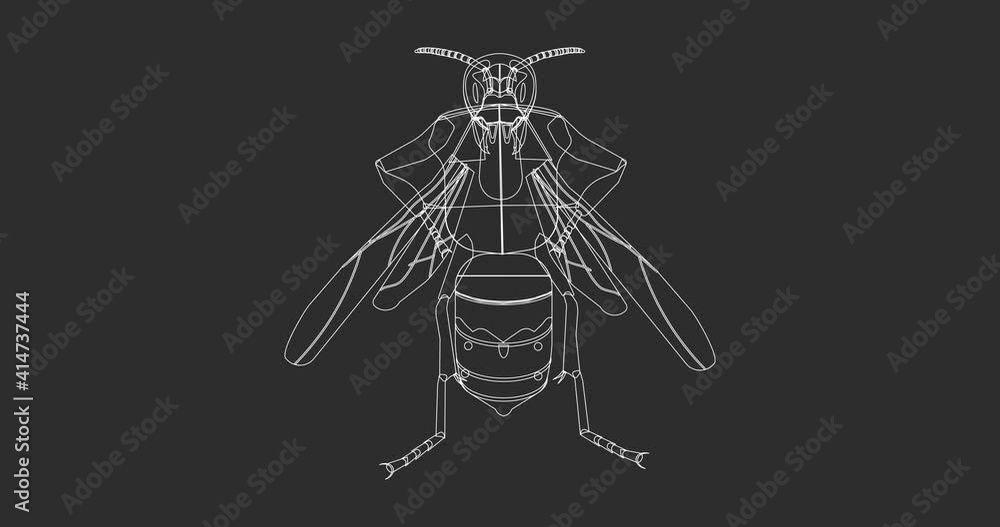 Hornet insect animation drawn and painted over Hornet insect animation drawn and painted over