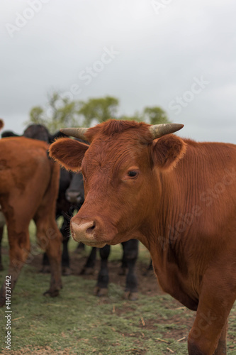 vacas negras y marrones en campo rural 