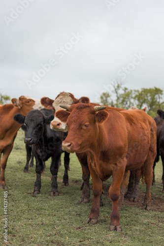 vacas negras y marrones en campo rural © Leo