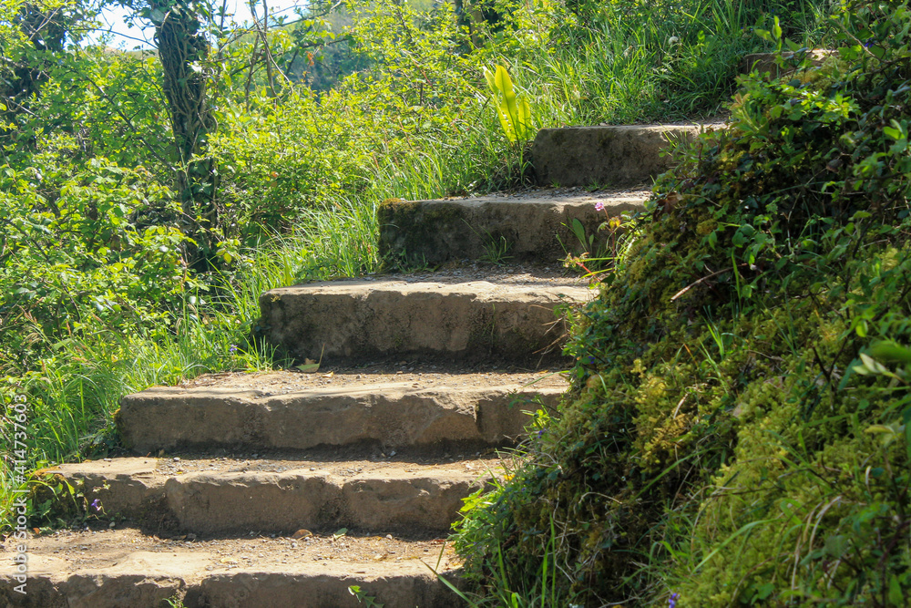 Stone steps along a forest path