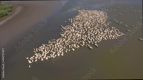 Pelican colony at Besalma lake in Moldova photo