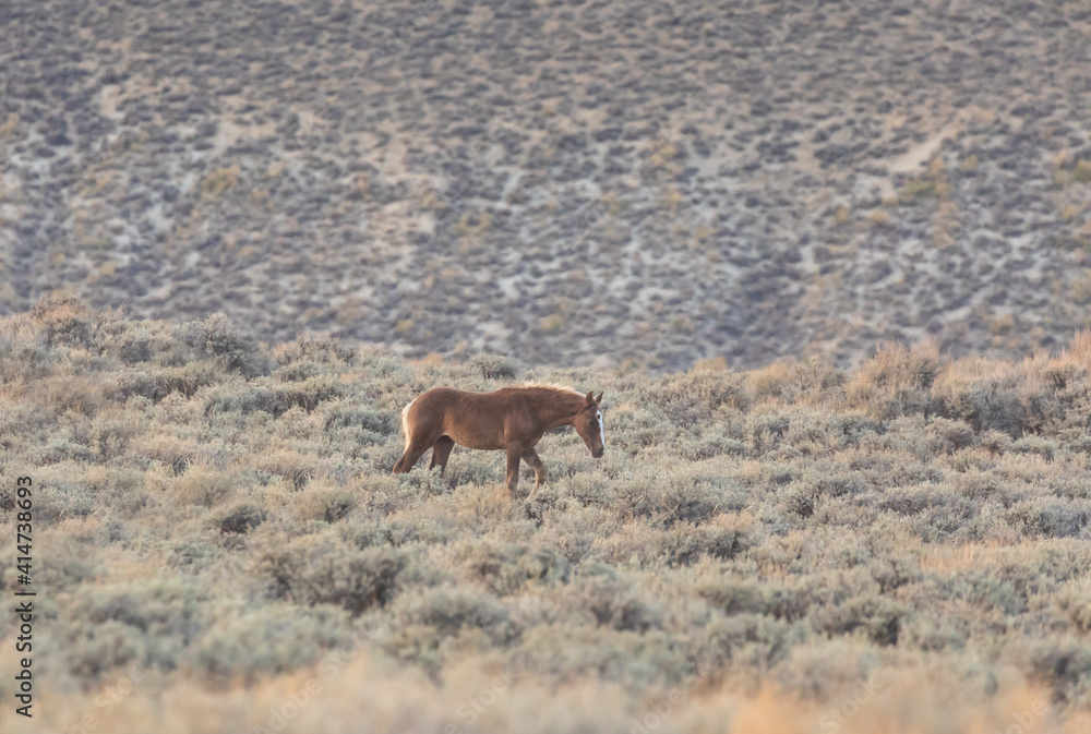 Wild Horse in the Red Desert Wyoming in Autumn