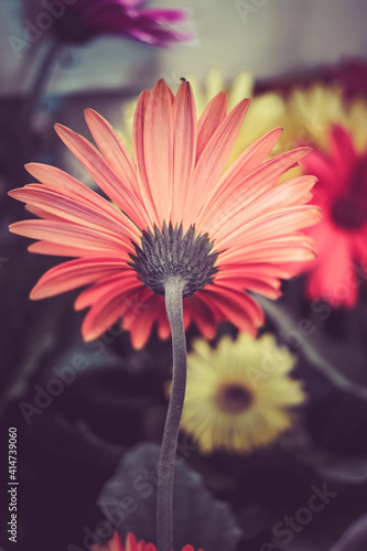 A Colorful flower view with a background of different colorful flowers