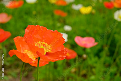 A field planted with different types of poppies. Colorful background with colorful flowers and juicy green grass for spring holiday season. Close up, copy space, top view. Selective focus.