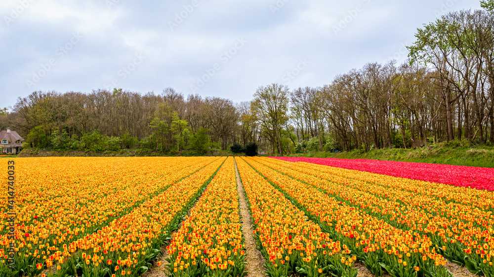 Field of yellow and red flowers. Holland tulips in spring. Amsterdam, Netherlands.
