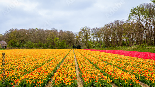 Field of yellow and red flowers. Holland tulips in spring. Amsterdam  Netherlands.