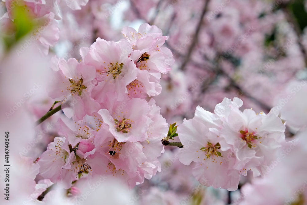 Fototapeta premium Macro shot of beautiful almond tree blossoms in spring time over clear blue sky background. Branches full of tender pink flowerings, dense flower clusters. Background, close up, copy space, crop shot.