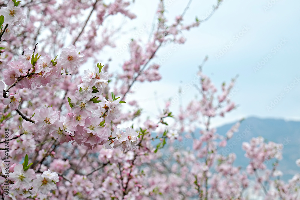 Macro shot of beautiful almond tree blossoms in spring time over clear blue sky background. Branches full of tender pink flowerings, dense flower clusters. Background, close up, copy space, crop shot. Macro shot of beautiful almond tree blossoms in spring time over clear blue sky background. Branches full of tender pink flowerings, dense flower clusters. Background, close up, copy space, crop shot.