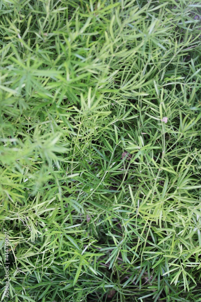 green grass texture green grass texture