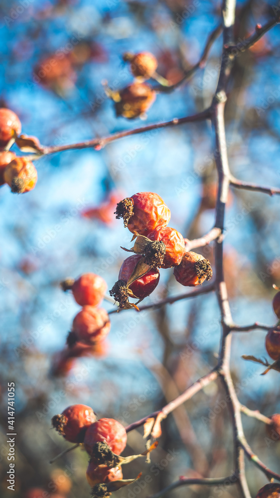 Beautiful wild rose hips in late autumn. Shooting with a Soviet manual lens. Beautiful wild rose hips in late autumn. Shooting with a Soviet manual lens.