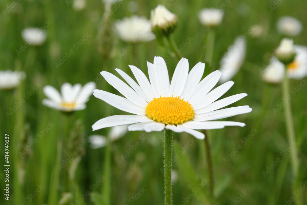 Margeriten, Leucanthemum