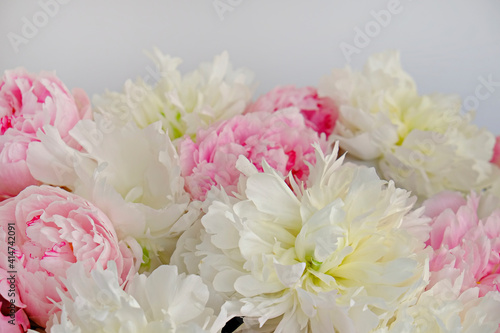 Macro shot of beautiful pink and white peony blossoms. Festive background with petal patterns of fully open flower buds. Copy space, close up, top view, backdrop, cropped image.