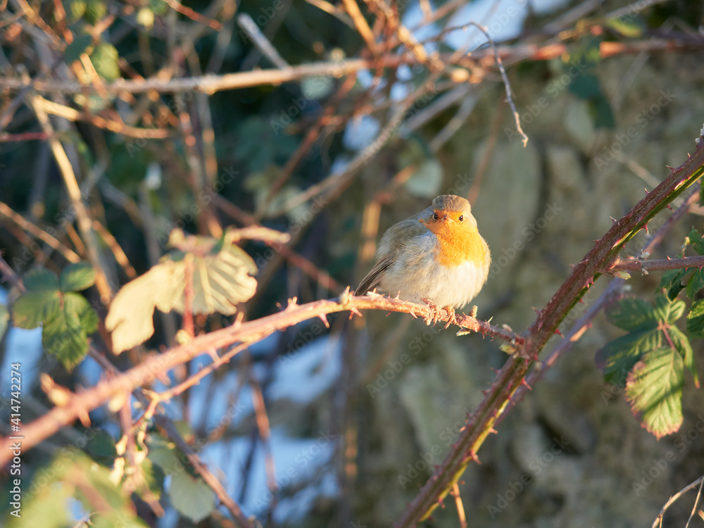 Selective focus on Erithacus rubecula. Robin bird perched on a thorny branch in a bush. Beautiful bird with an orange belly in the sunshine. Selective focus on Erithacus rubecula. Robin bird perched on a thorny branch in a bush. Beautiful bird with an orange belly in the sunshine.