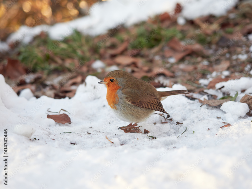 Selective focus on Erithacus rubecula. Robin bird standing in the snow. An orange-bellied bird looking for food in winter. Selective focus on Erithacus rubecula. Robin bird standing in the snow. An orange-bellied bird looking for food in winter.