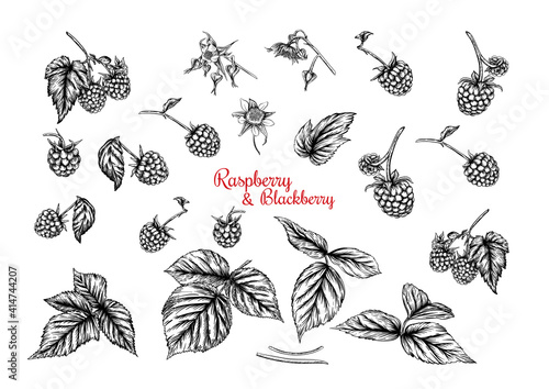 Raspberry and Blackberry. Ripe berries on branch. Clip art, set of elements for design Graphic drawing, engraving style. Vector illustration..