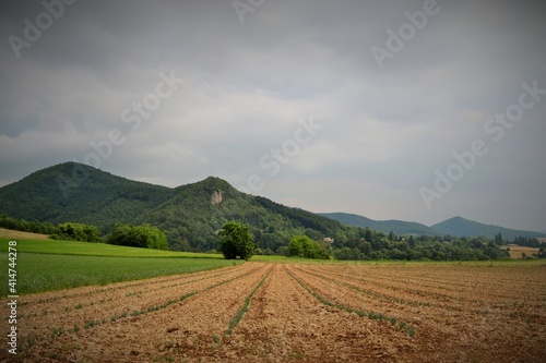 champ de blé dans la campagne en France