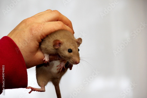 The female hand up holds a house rat. Little white rat in a woman's hands