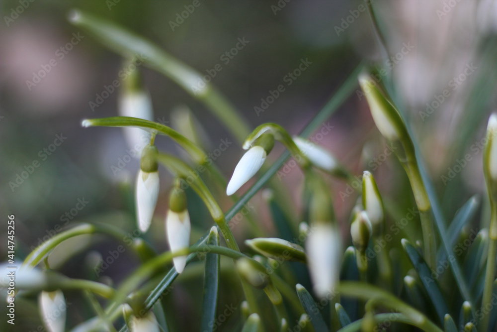 Obraz premium The snowdrops (Galanthus) begin to bloom in February