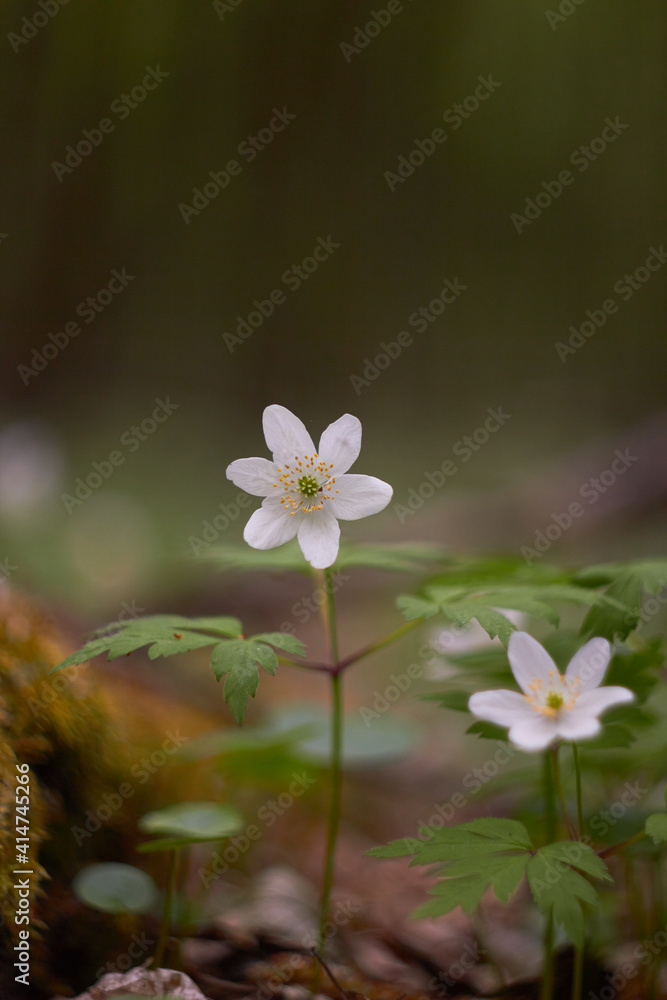 White spring flowers, snowdrops in the forest. Anemone nemorosa - wood anemone, windflower, thimbleweed, and smell fox. Romantic soft gentle artistic image. White spring flowers, snowdrops in the forest. Anemone nemorosa - wood anemone, windflower, thimbleweed, and smell fox. Romantic soft gentle artistic image.