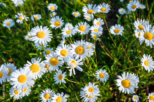 Green grass and chamomiles in the nature in sunny morning.