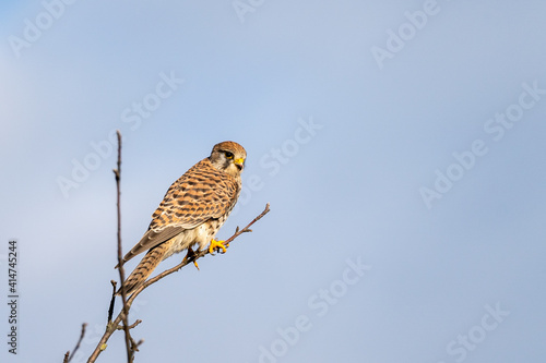 Common Kestrel (Falco tinnunculus) perched on a tree, hesse, germany