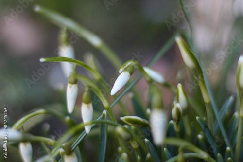 Wallpaper Mural The snowdrops (Galanthus) begin to bloom in February Torontodigital.ca