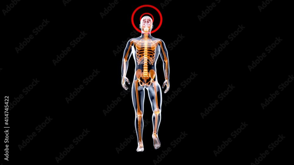 3D Anatomy concept of a Xray man walking 3D Anatomy concept of a Xray man walking