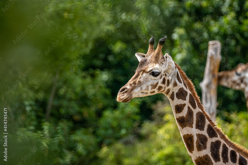 beautiful headshot of a giraffe in front of a green background beautiful headshot of a giraffe in front of a green background