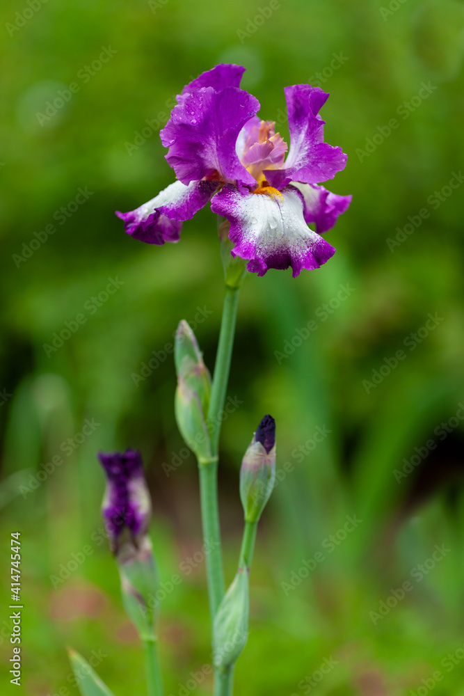 Beautiful pink iris flowers grow in the garden.