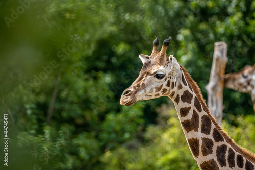 beautiful headshot of a giraffe in front of a green background © Alexander