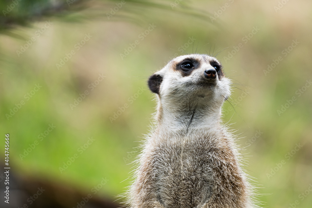 meerkat watching out for predators on a tree stump in a zoo meerkat watching out for predators on a tree stump in a zoo