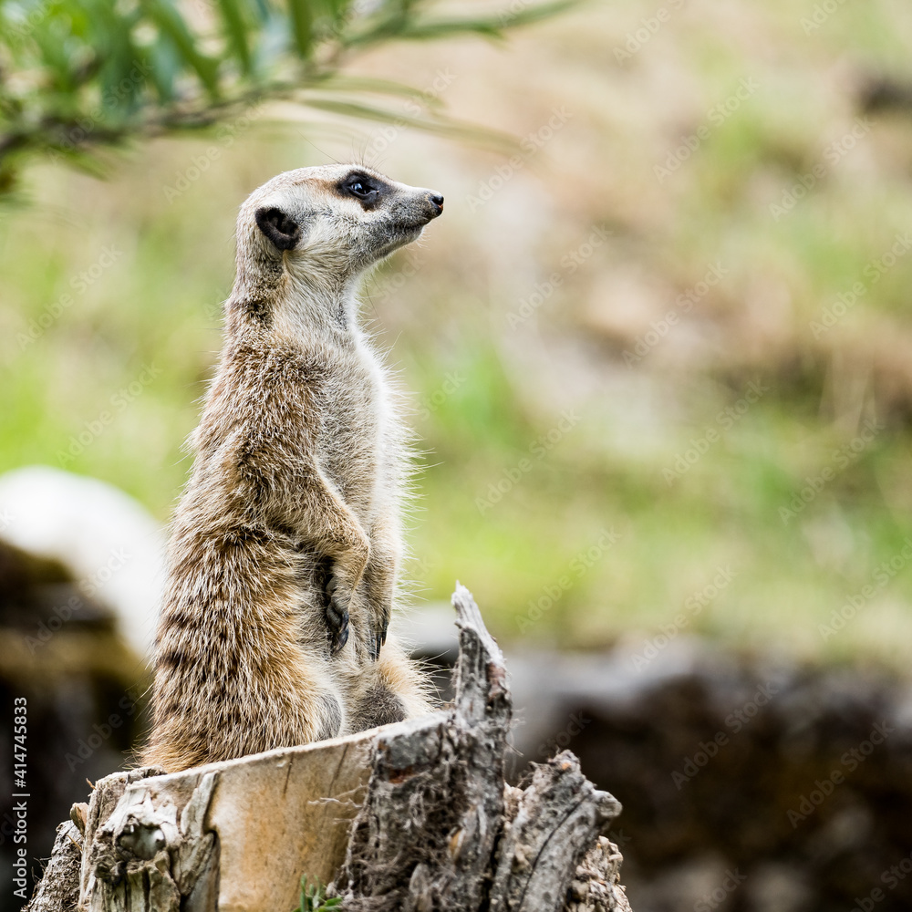 Fototapeta premium meerkat watching out for predators on a tree stump in a zoo