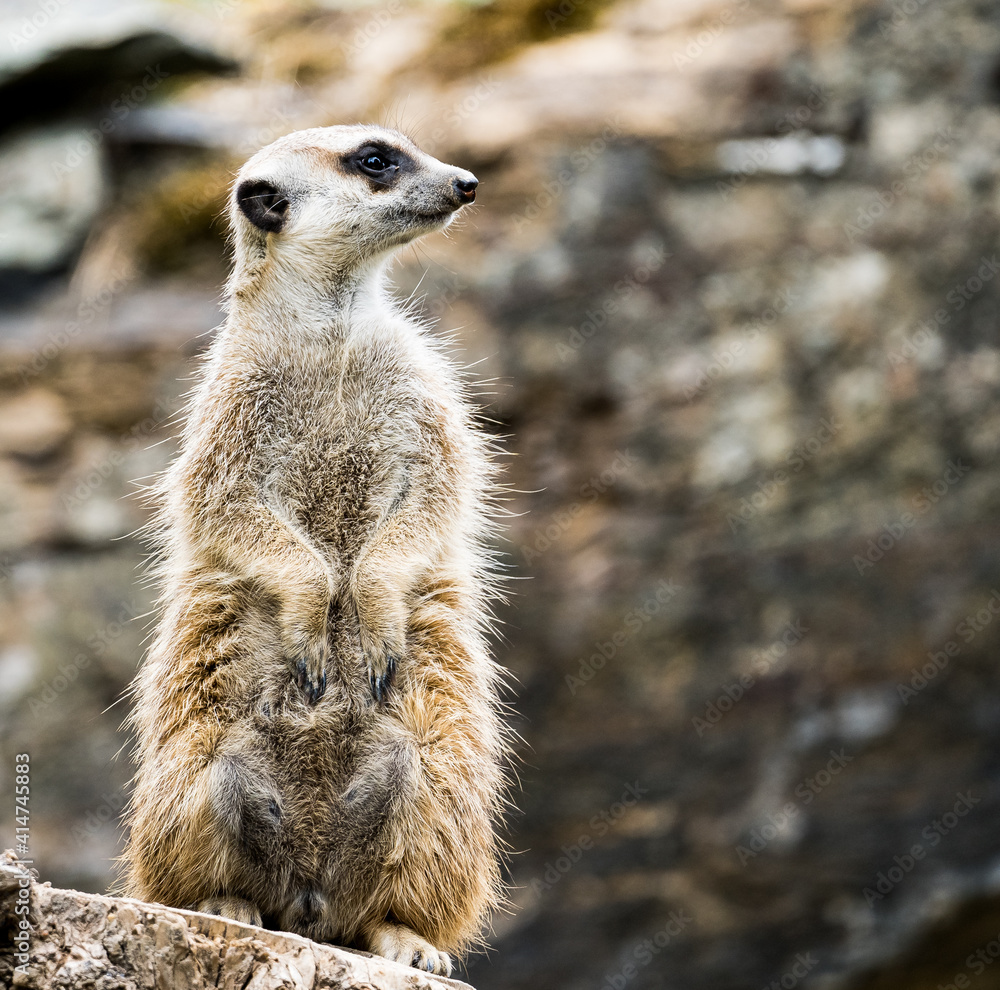 Fototapeta premium meerkat watching out for predators on a tree stump in a zoo