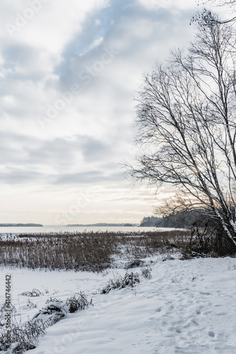 Birch trees on the shore of winter lake