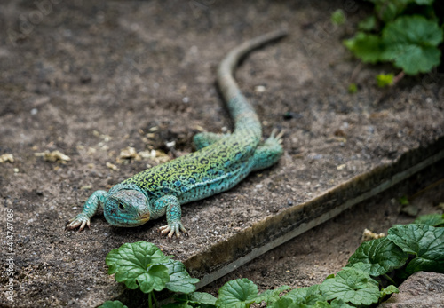 clouseup of an ocellated lizard in the zoo