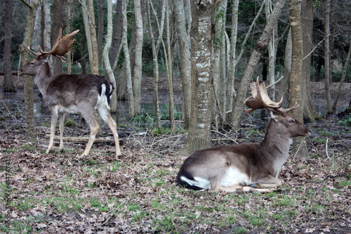 wild brown deer with horns in the forest rests in the winter in front of a pond photo