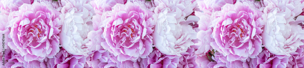 Long banner of natural background from big light pink peonies, copy space for text. Greetings concept for holidays: woman day, mother day, valentines day, wedding, anniversary. Long banner of natural background from big light pink peonies, copy space for text. Greetings concept for holidays: woman day, mother day, valentines day, wedding, anniversary.