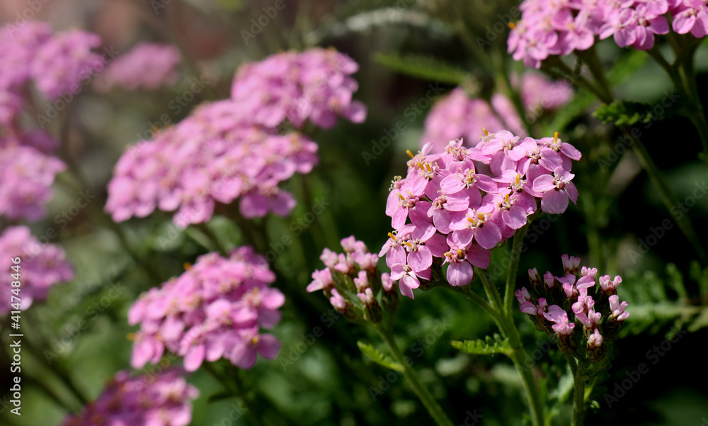 lilac flowers in the garden for natural background lilac flowers in the garden for natural background