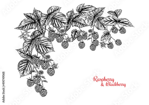 Raspberry and Blackberry. Ripe berries on branch. Clip art, set of elements for design Graphic drawing, engraving style. Vector illustration..