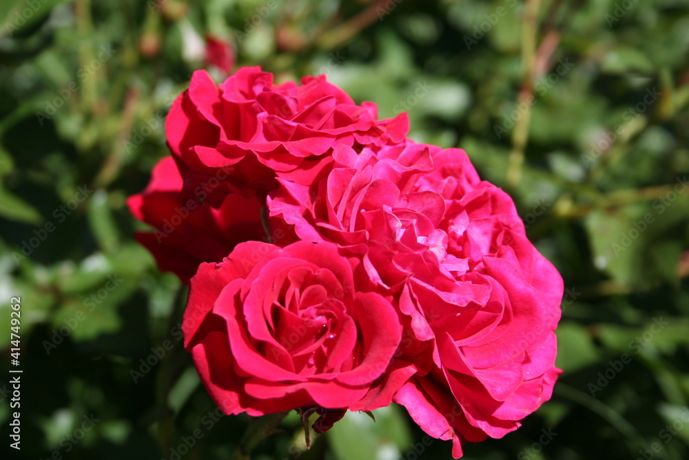 Rosa Rosa