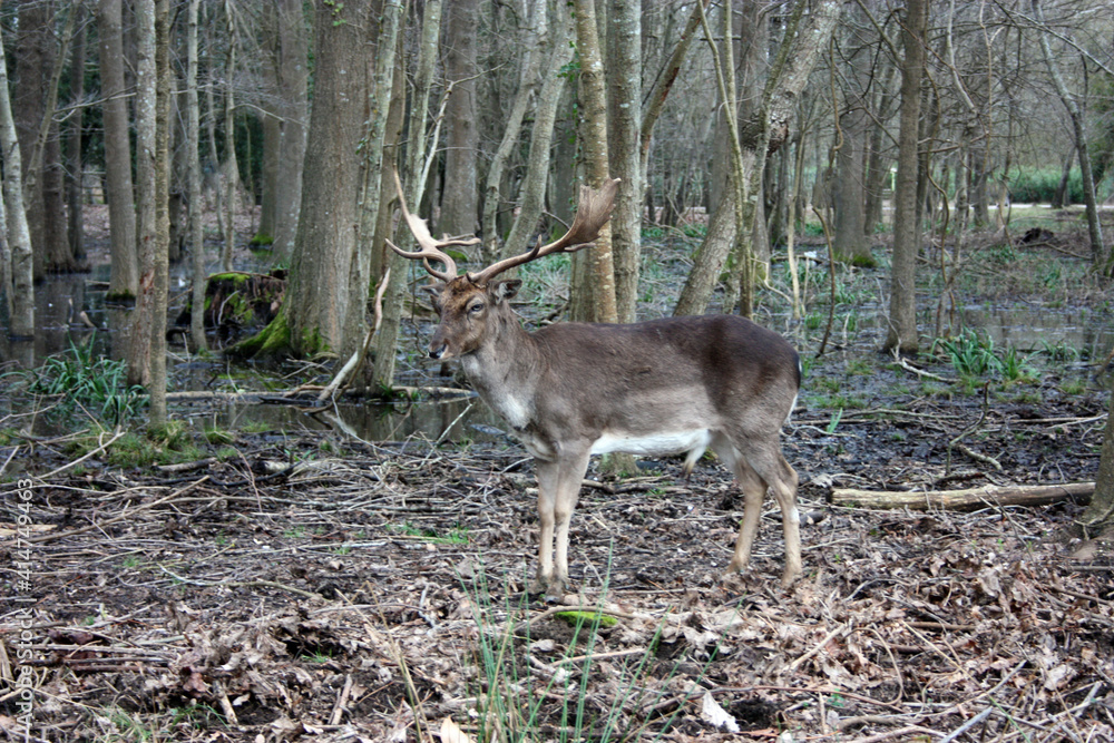 wild brown deer with horns in the forest rests in the winter in front of a pond wild brown deer with horns in the forest rests in the winter in front of a pond