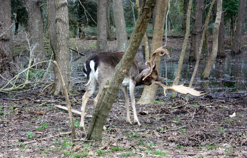 wild brown deer with horns in the forest rests in the winter in front of a pond photo