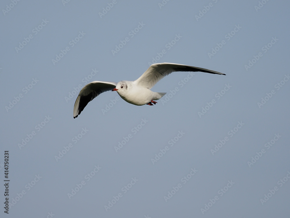 Obraz premium Black-headed gull, Chroicocephalus ridibundus