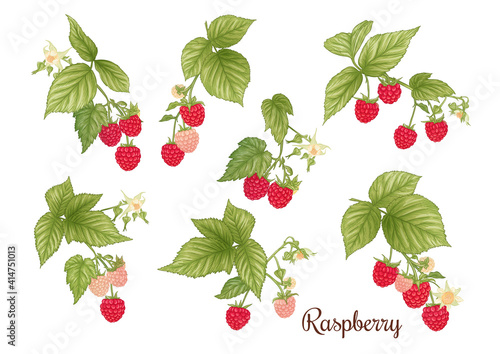 Raspberry. Ripe berries on branch. Clip art, set of elements for design Graphic drawing, engraving style. Vector illustration..