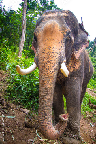 Enormous Asian Elephant with a saddle waits to take tourists for a jungle tour on Ko Lanta, Thailand. Elephants are used for many tasks in South East Asia.