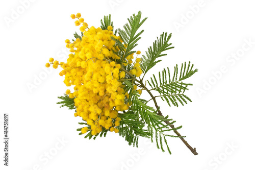 Mimosa spring yellow flowers branch isolated on white
