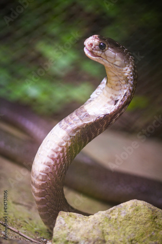 Asian cobra displays hood on Ko Lanta in Southern Thailand