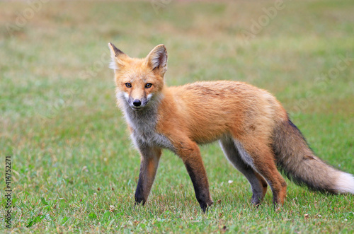 Red Fox Posing in a Grass Meadow, Prince Edward Island , Canada