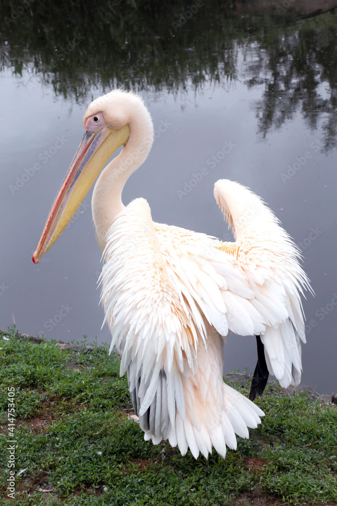 Pelican bird posing at shore in autumn weather